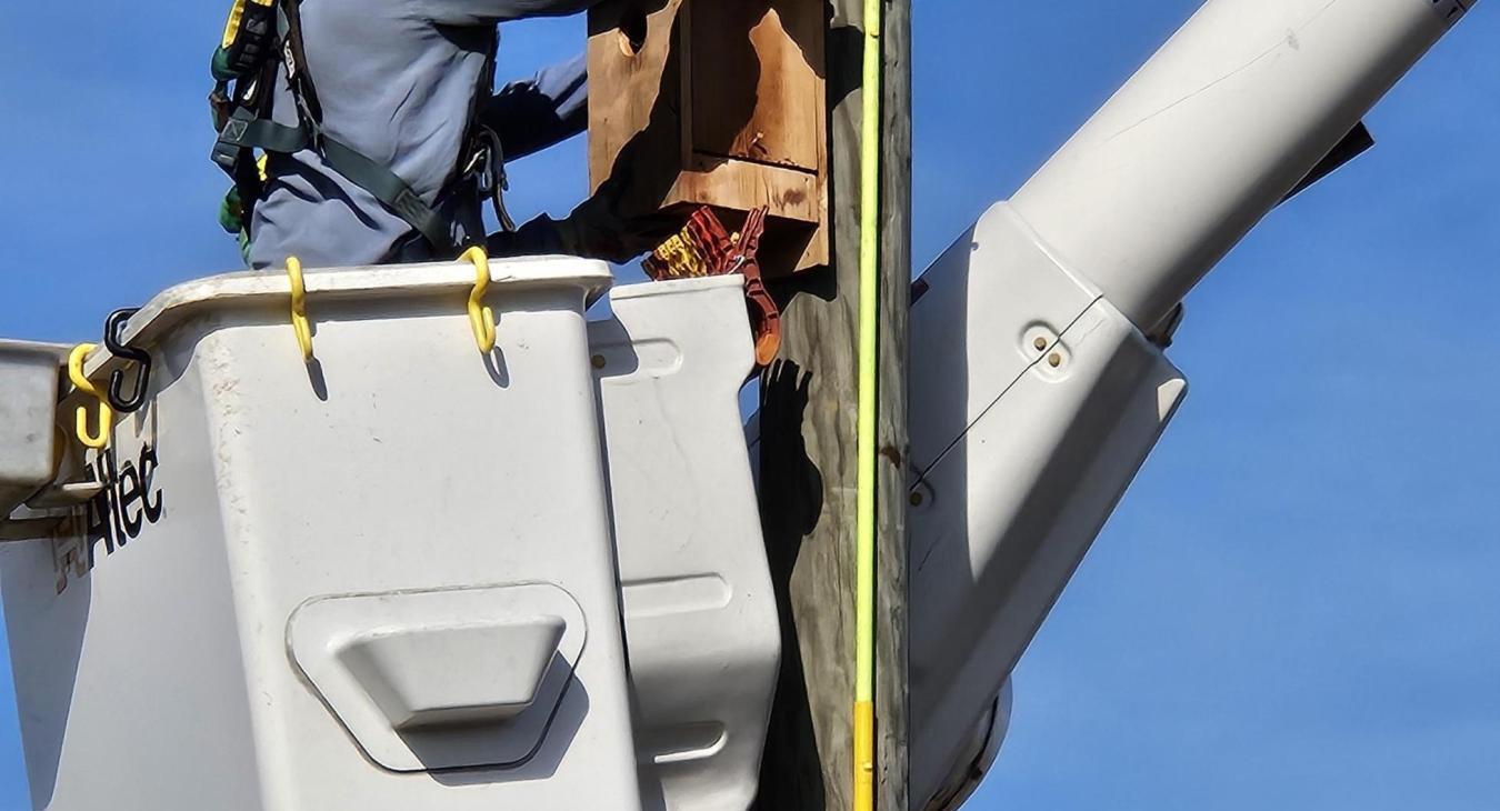 WREC Partners with ELAMP to Install Kestrel Bird Boxes